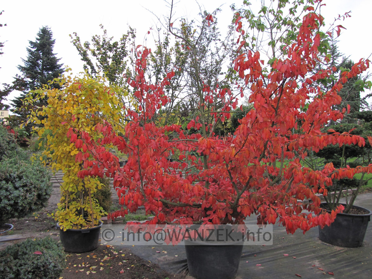 Stimmung Herbst 99.JPG